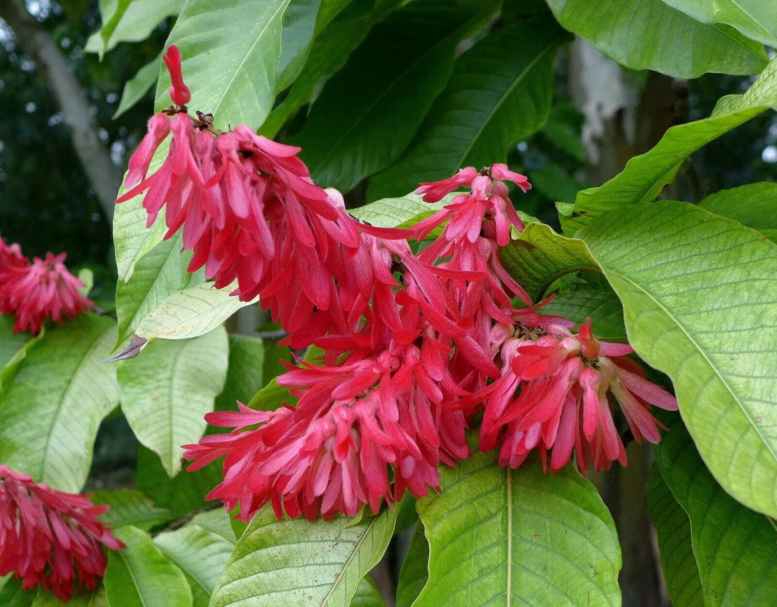 Long John Triplaris cumingiana 10 Seeds   USA Company