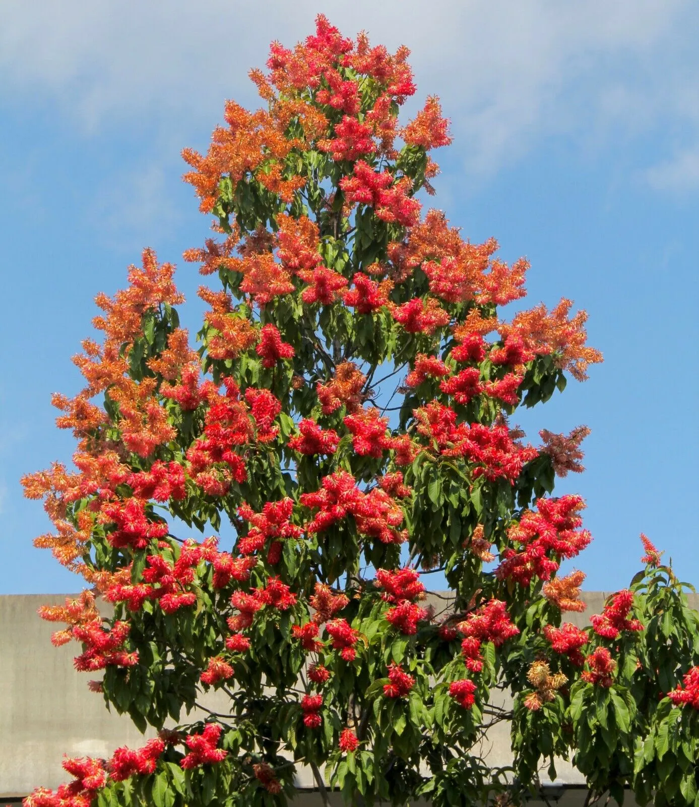 Long John Triplaris cumingiana 10 Seeds   USA Company