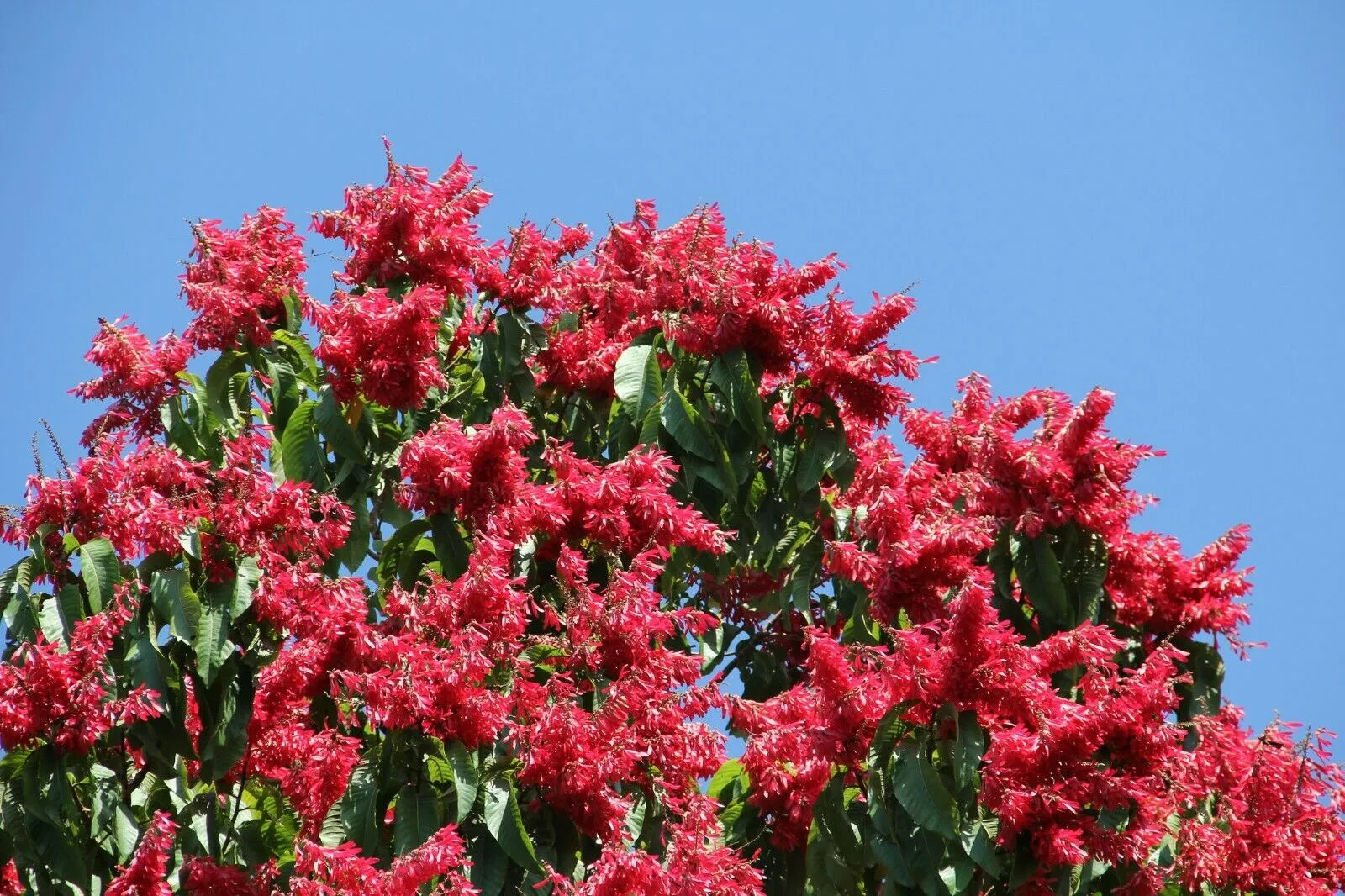 Long John Triplaris cumingiana 10 Seeds   USA Company