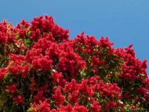 Long John Triplaris cumingiana 10 Seeds   USA Company