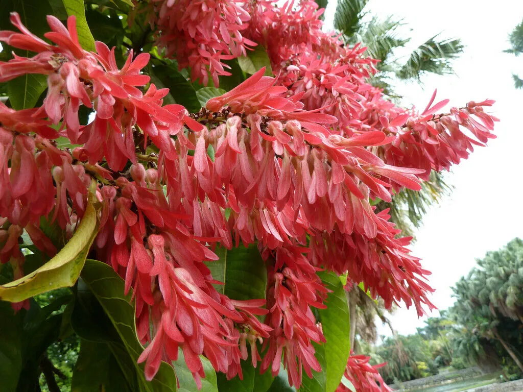 Long John Triplaris cumingiana 10 Seeds   USA Company