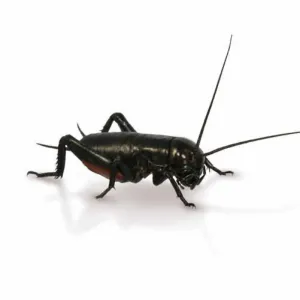 Micro Black Crickets 1-3mm - 500 Pack