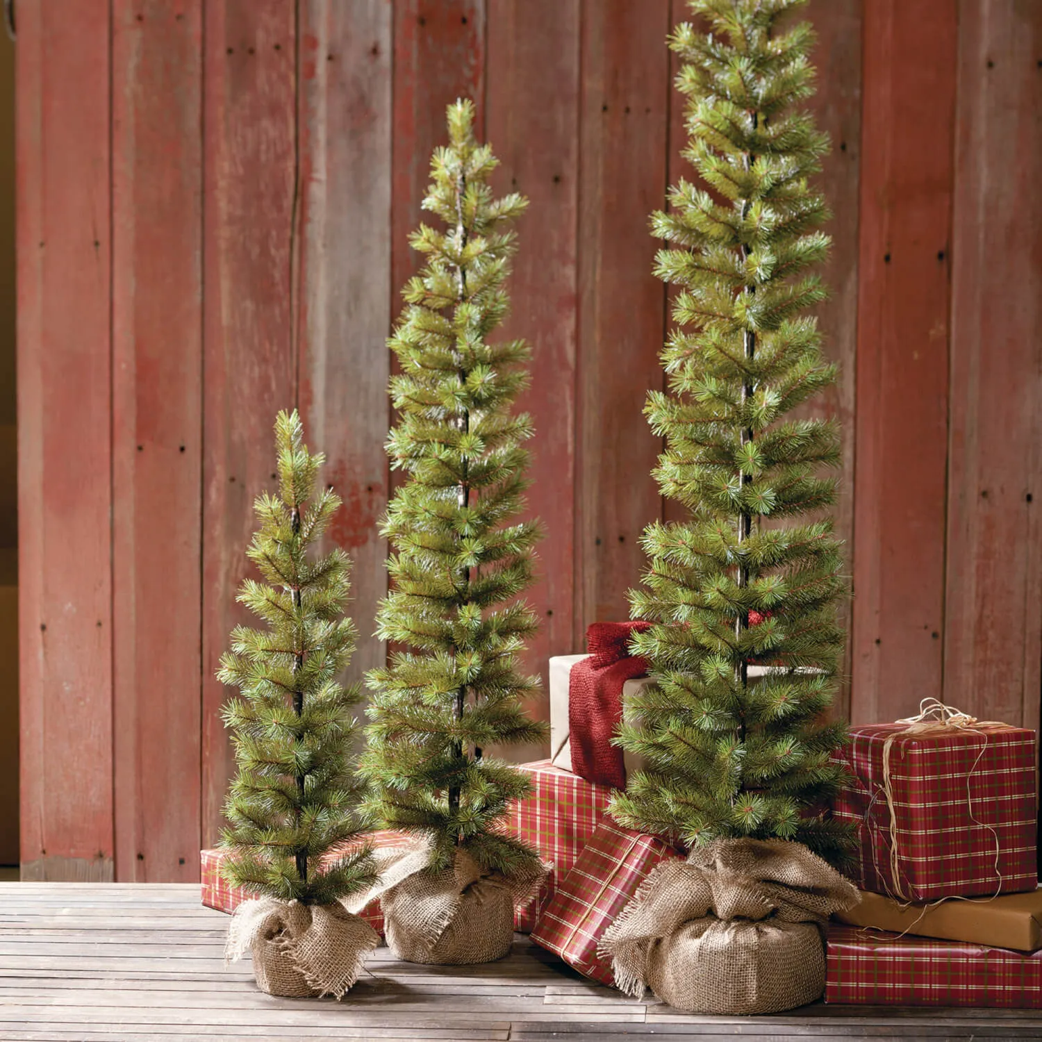 Needle Pine Pencil Tree