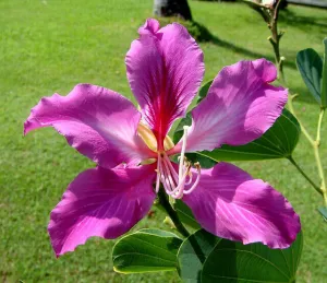 Orchid Tree Bauhinia variegata 20 Seeds   USA Company