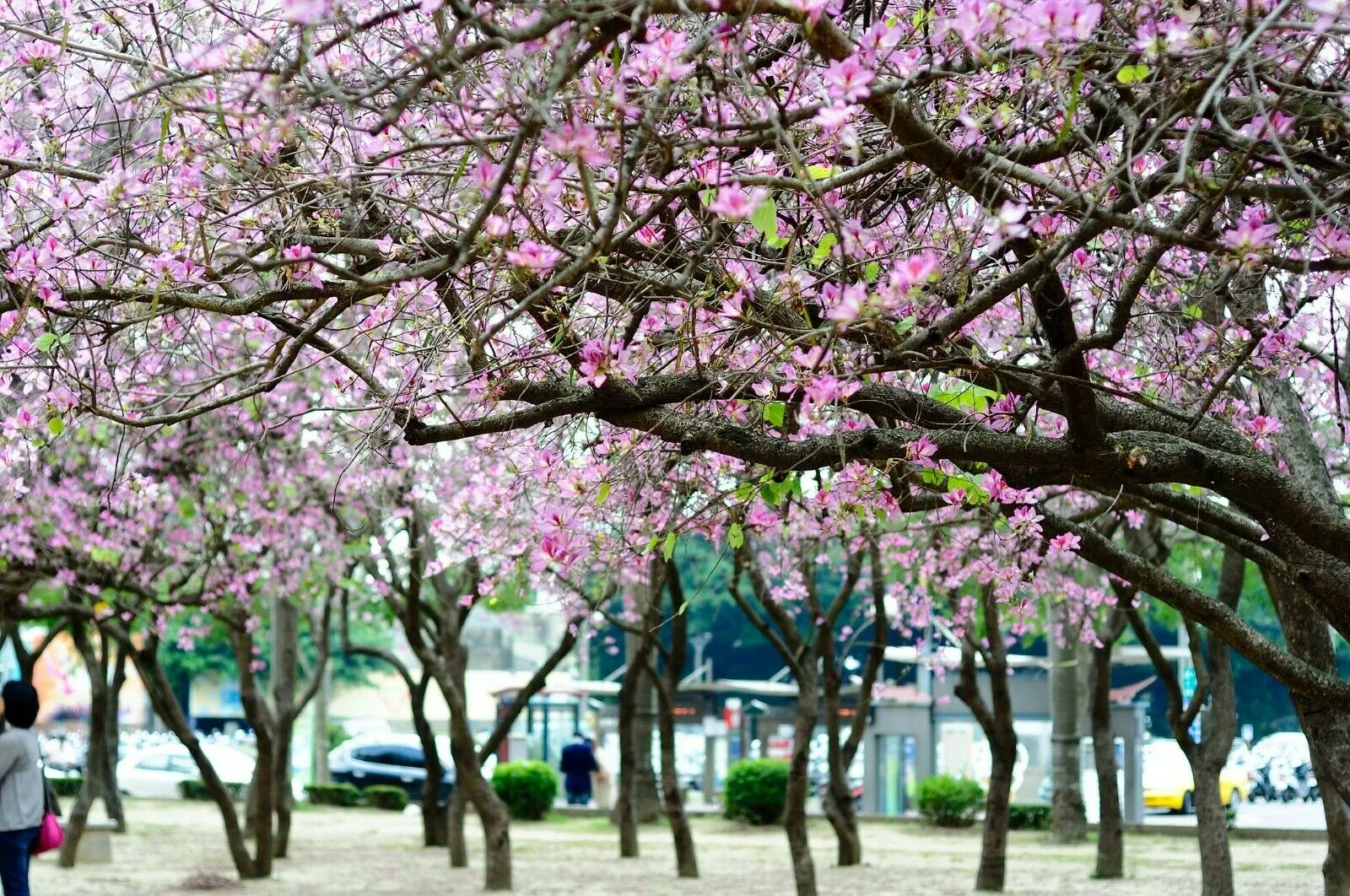 Orchid Tree Bauhinia variegata 20 Seeds   USA Company