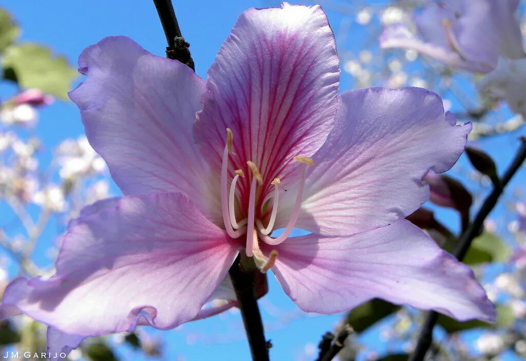 Orchid Tree Bauhinia variegata 20 Seeds   USA Company