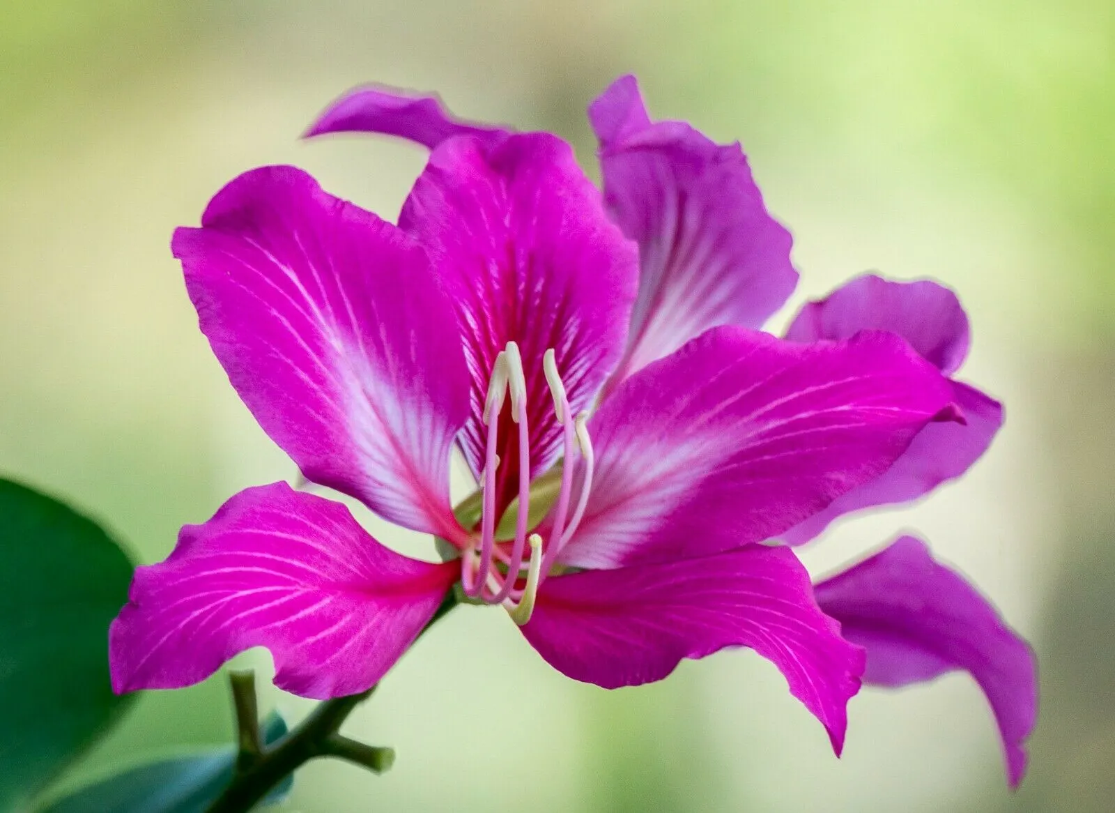 Orchid Tree Bauhinia variegata 20 Seeds   USA Company