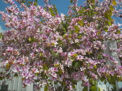 Orchid Tree Bauhinia variegata 20 Seeds   USA Company