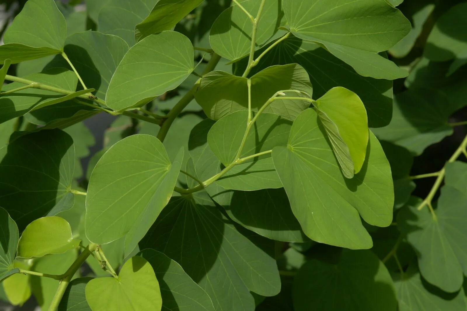 Orchid Tree Bauhinia variegata 20 Seeds   USA Company