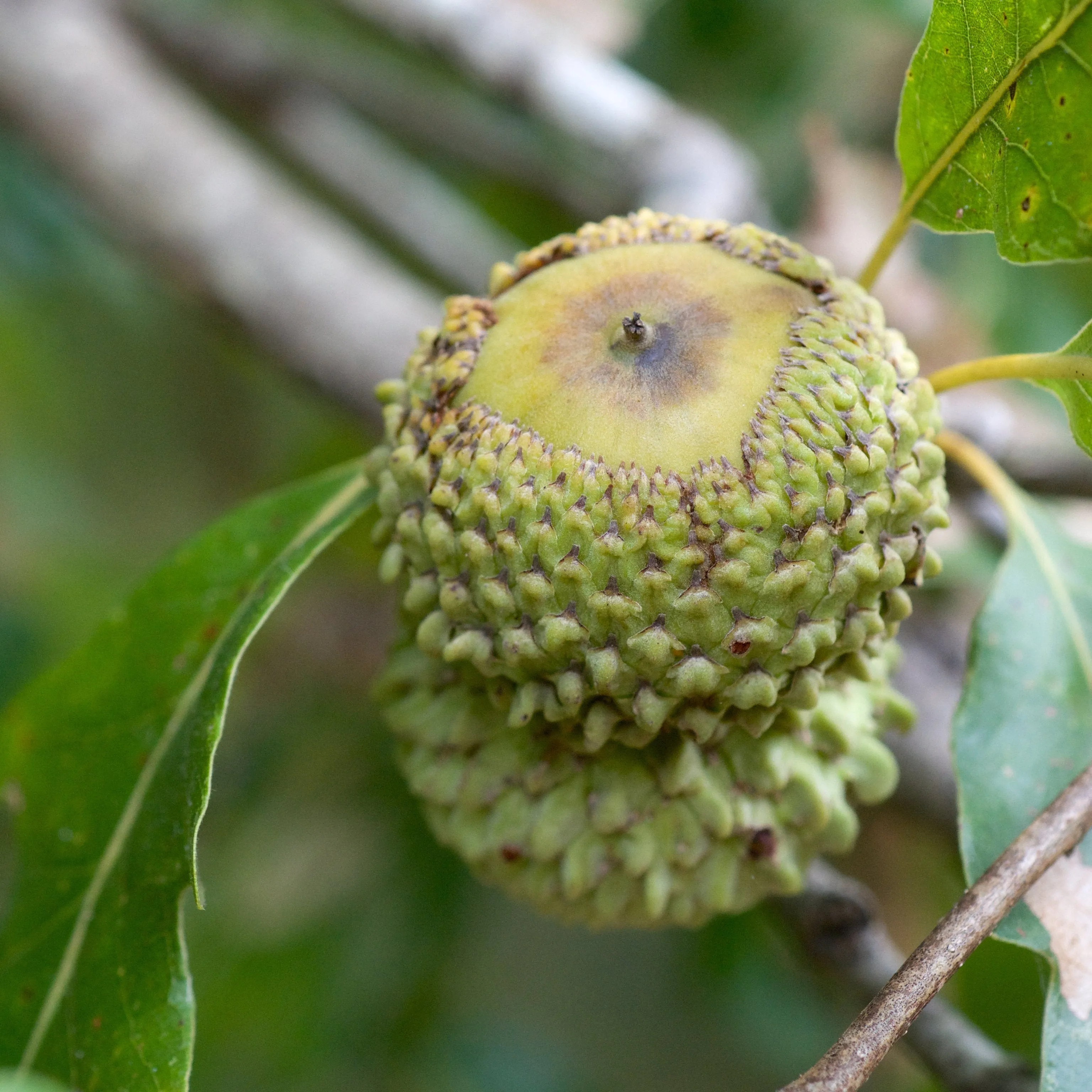 Overcup Oak Quercus lyrata 10 Seeds  USA Company