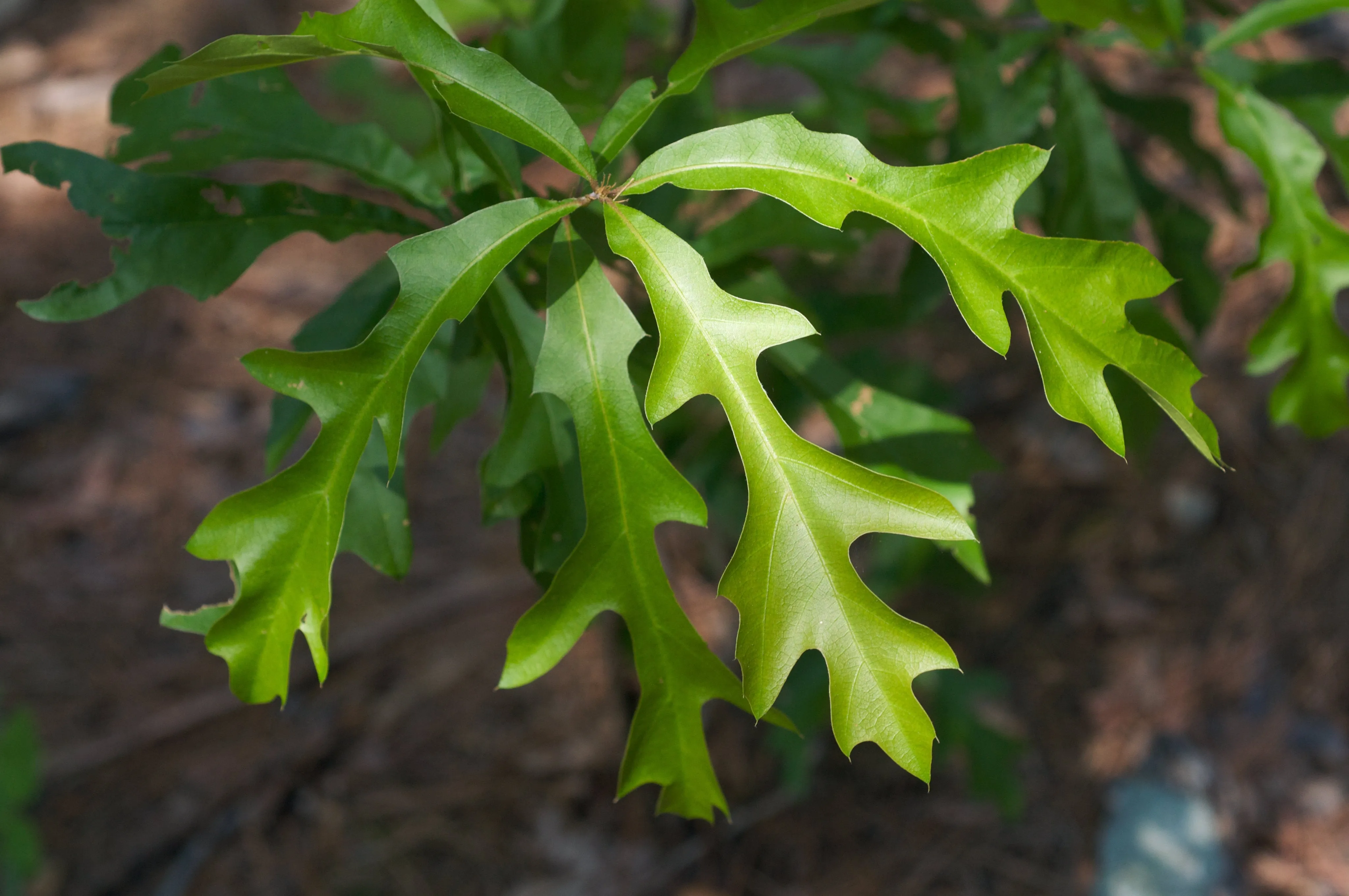 Overcup Oak Quercus lyrata 10 Seeds  USA Company
