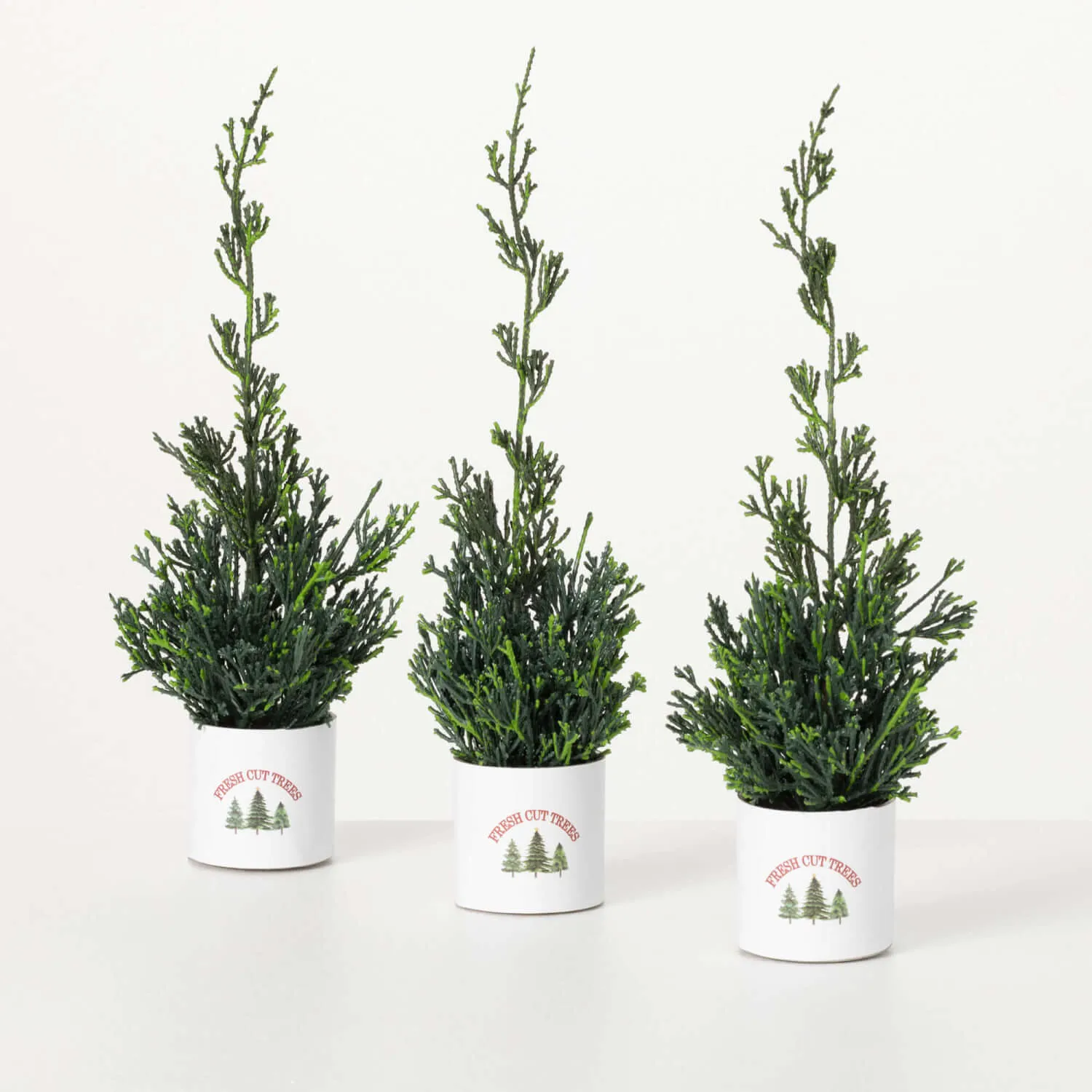 Potted Cypress Evergreen Trio