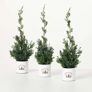 Potted Cypress Evergreen Trio