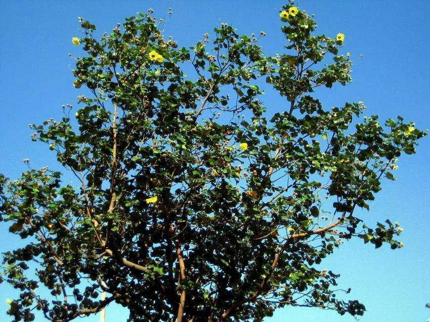 Sea Hibiscus Mahoe Hibiscus tiliaceus 20 Seeds  USA Company
