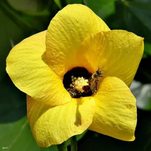 Sea Hibiscus Mahoe Hibiscus tiliaceus 20 Seeds  USA Company