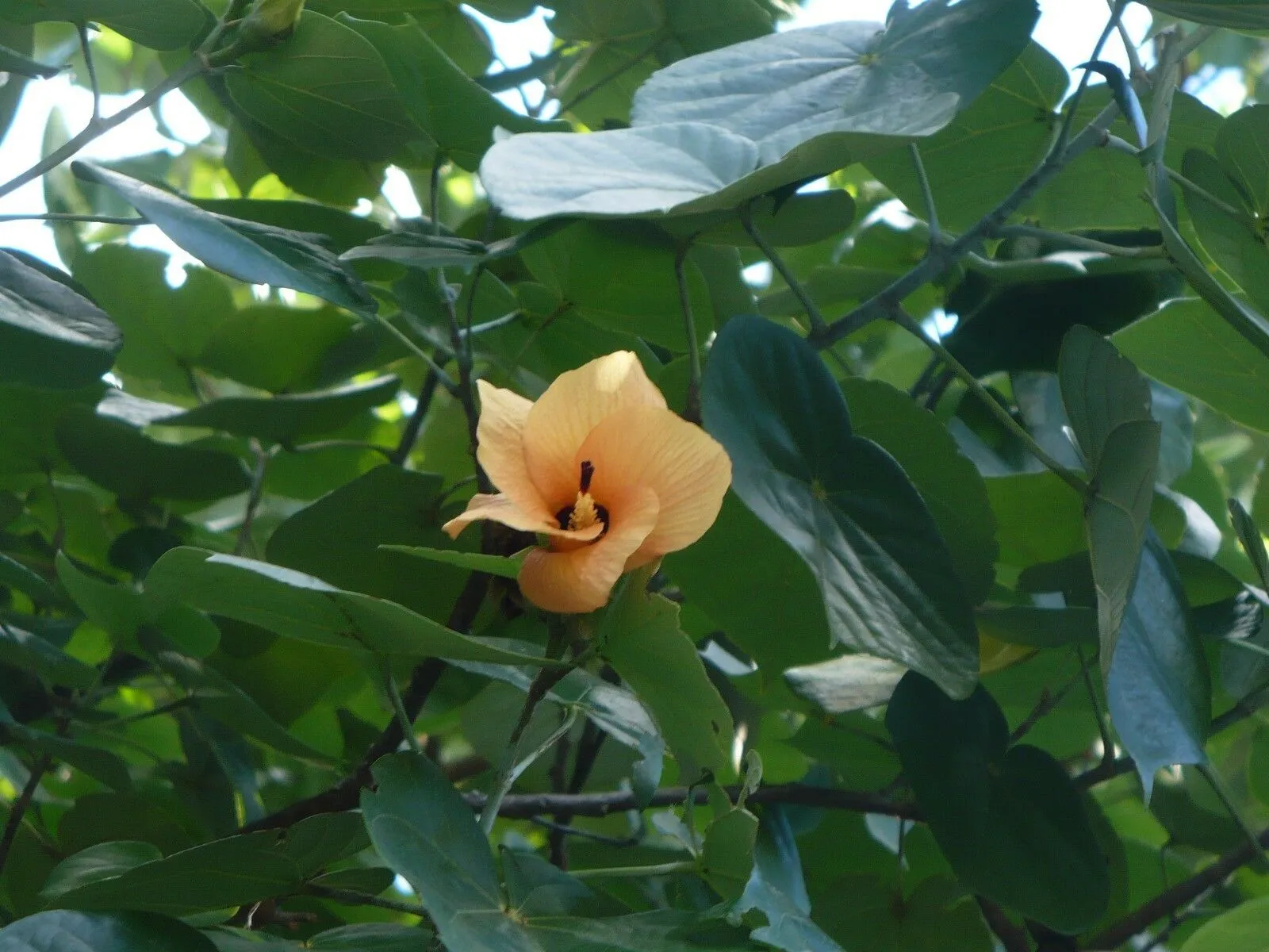 Sea Hibiscus Mahoe Hibiscus tiliaceus 20 Seeds  USA Company