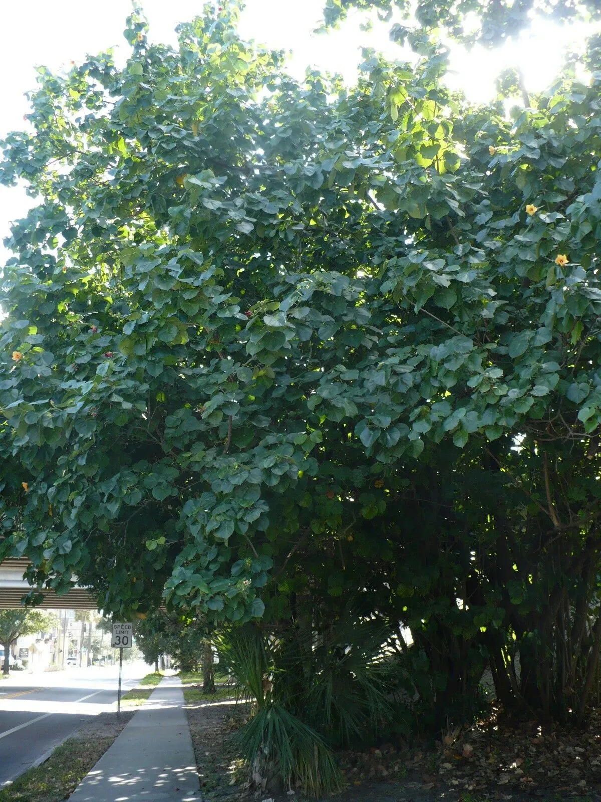 Sea Hibiscus Mahoe Hibiscus tiliaceus 20 Seeds  USA Company