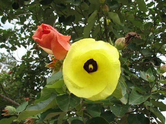 Sea Hibiscus Mahoe Hibiscus tiliaceus 20 Seeds  USA Company
