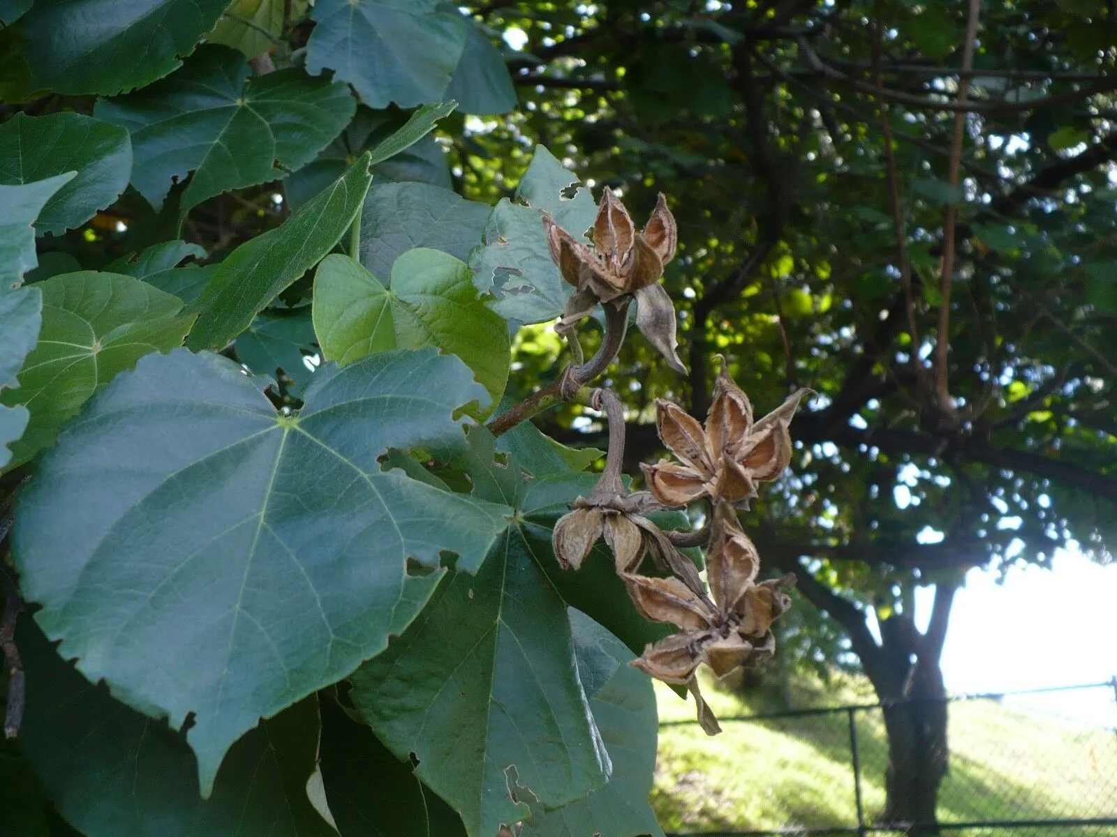 Sea Hibiscus Mahoe Hibiscus tiliaceus 20 Seeds  USA Company