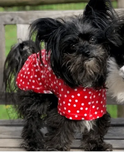 SnugPups Raincoats
