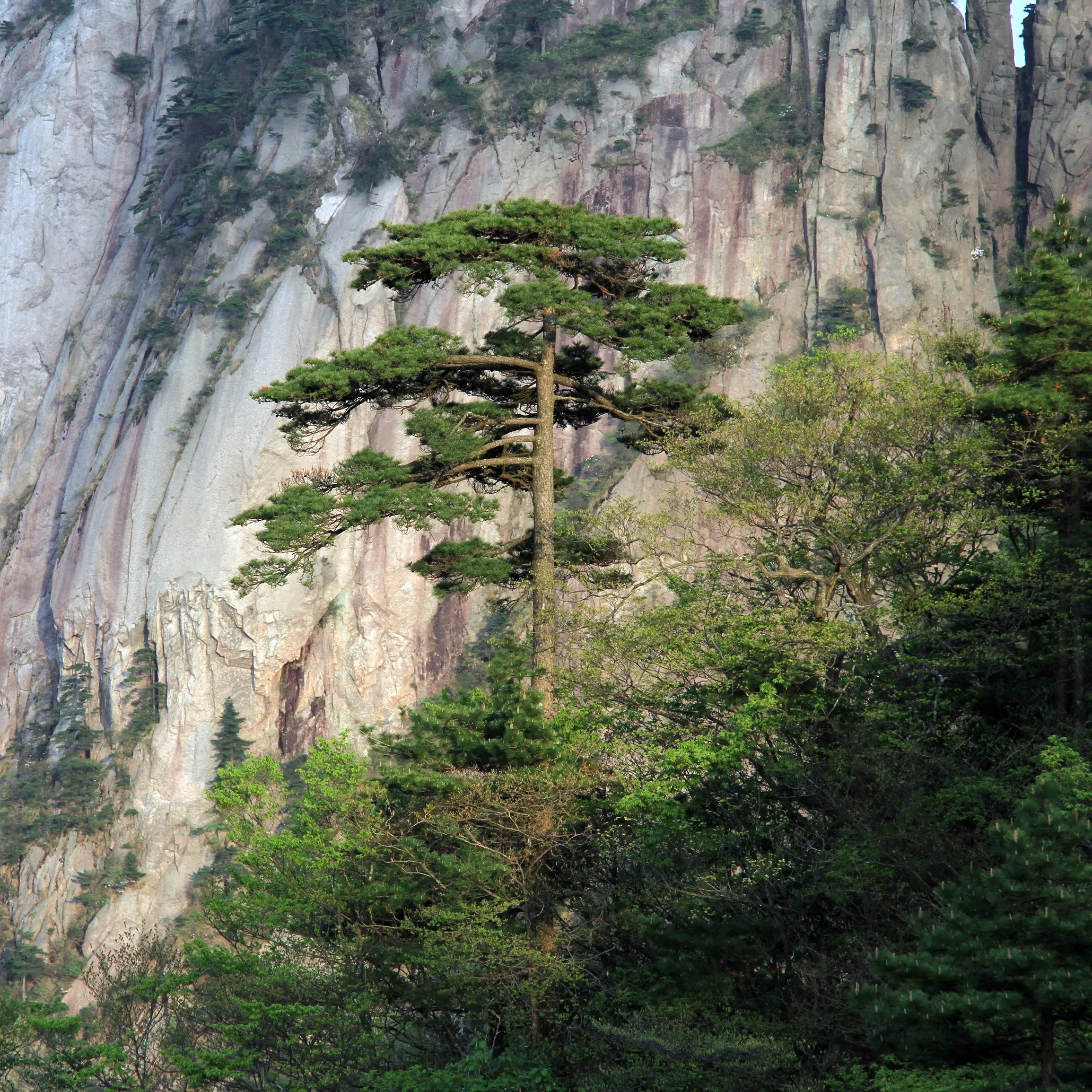 Table Mountain Pine Tree