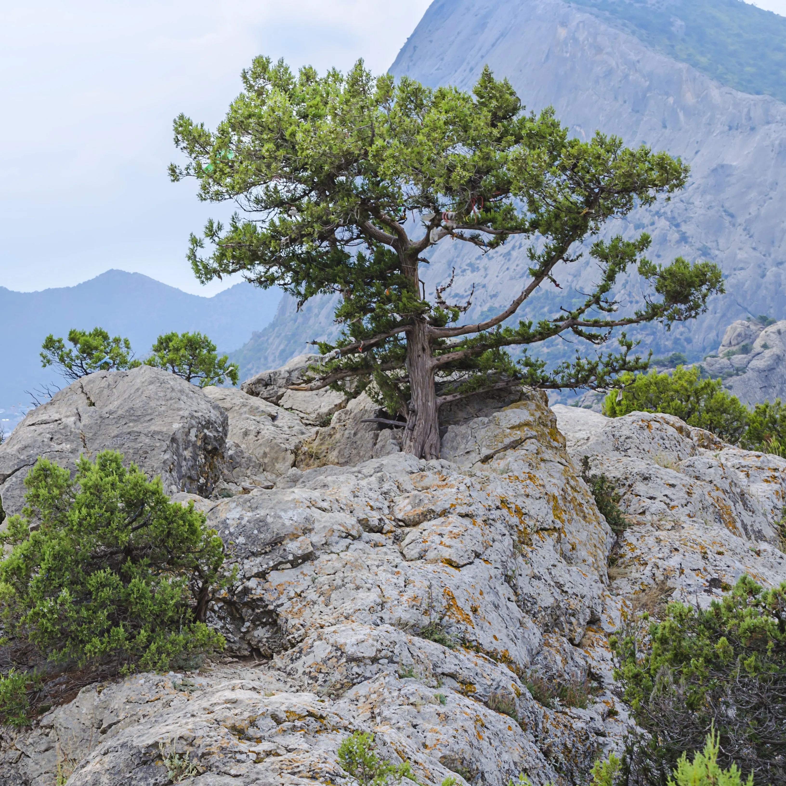 Table Mountain Pine Tree