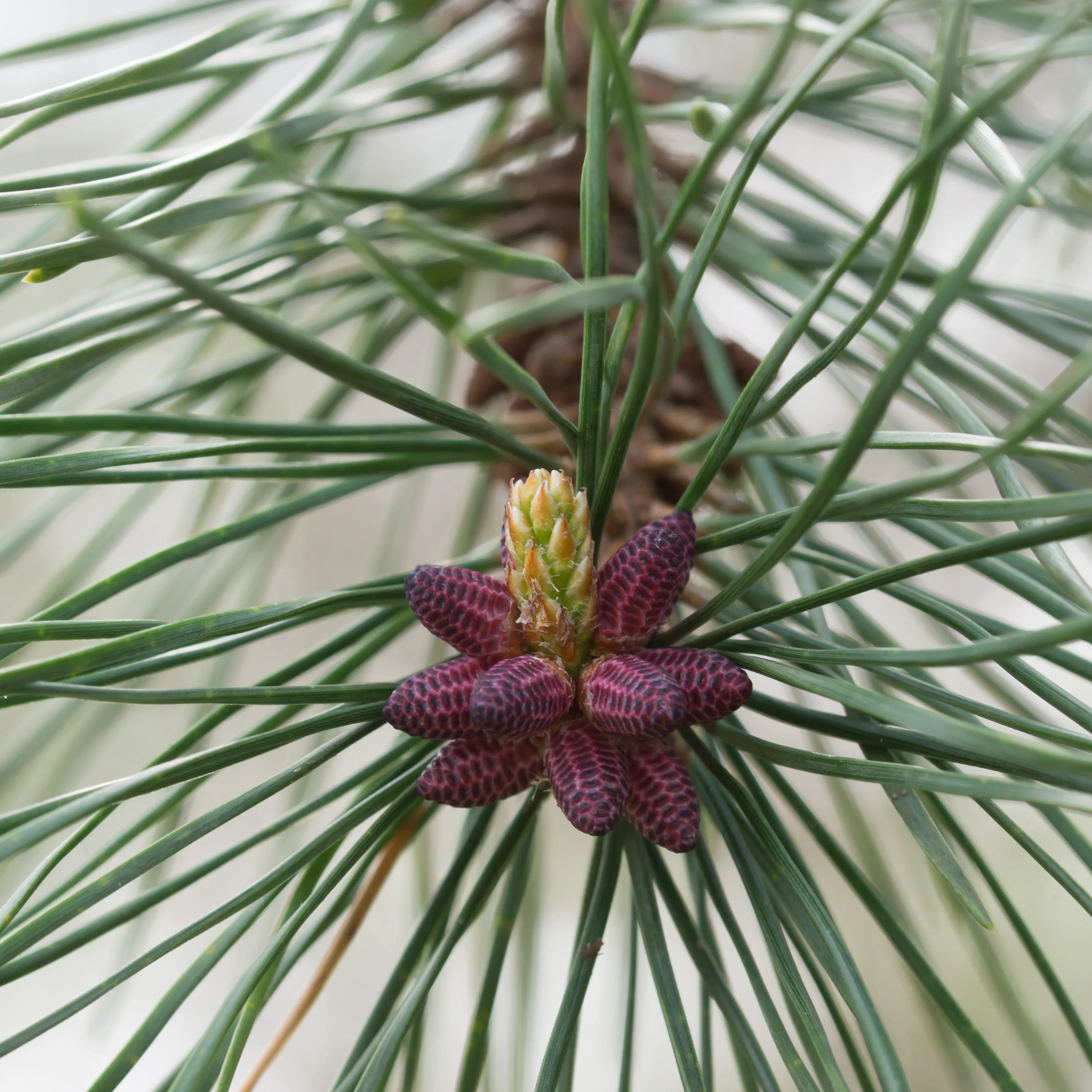 Table Mountain Pine Tree