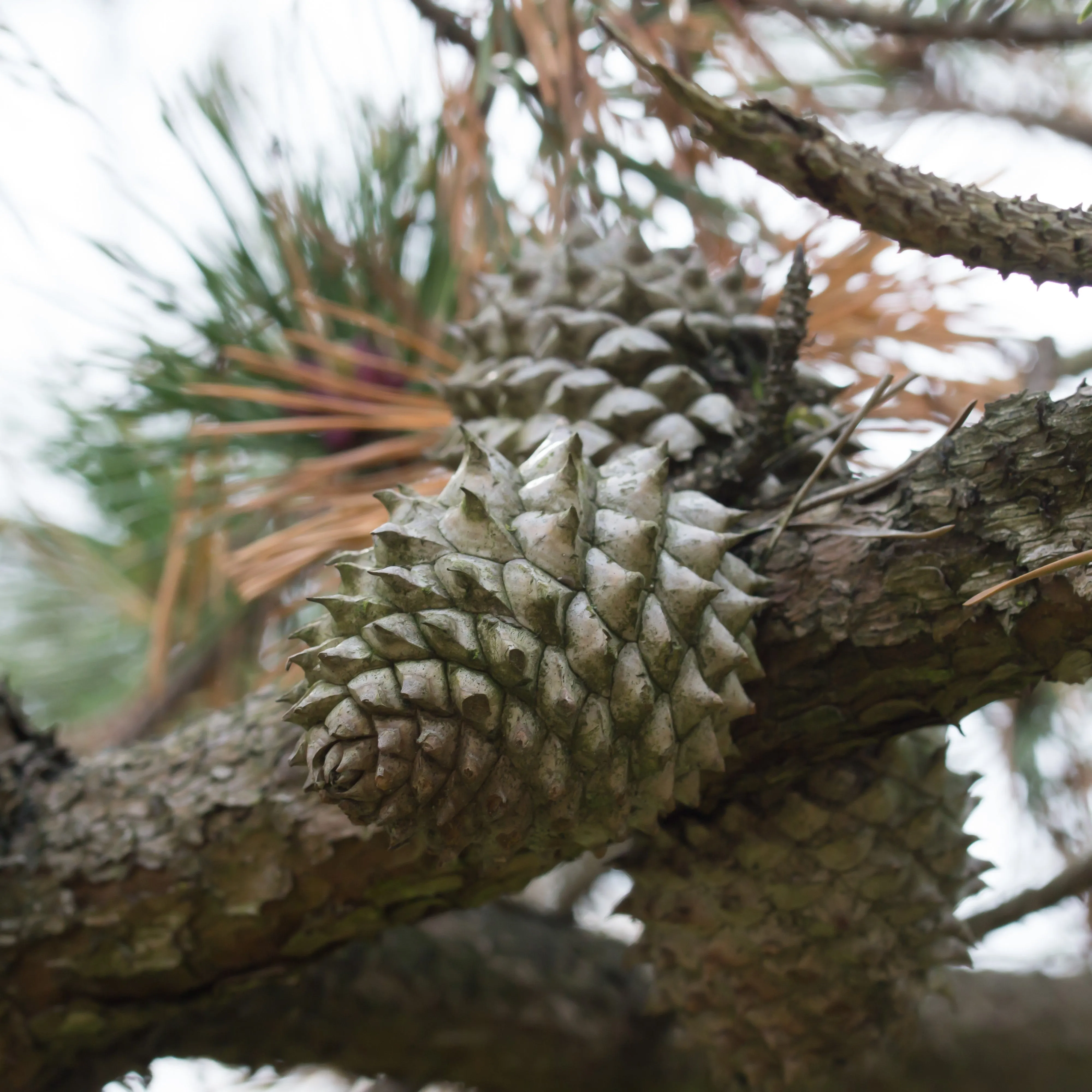 Table Mountain Pine Tree